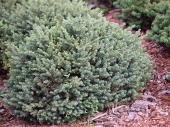 Picea omorika 'Karel' 